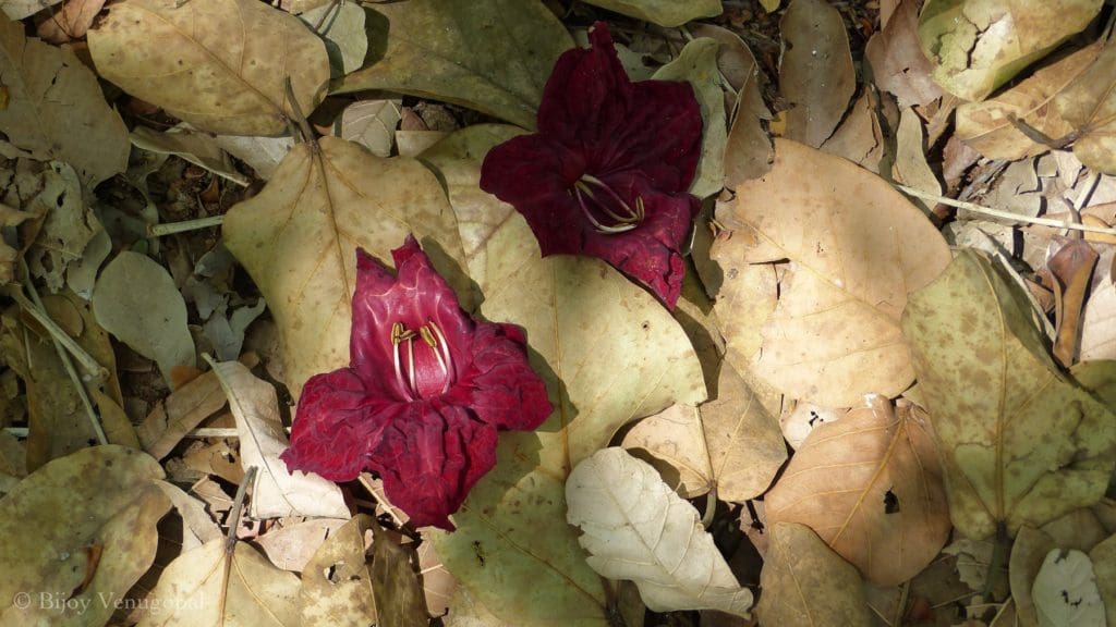 Kabini fallen flower