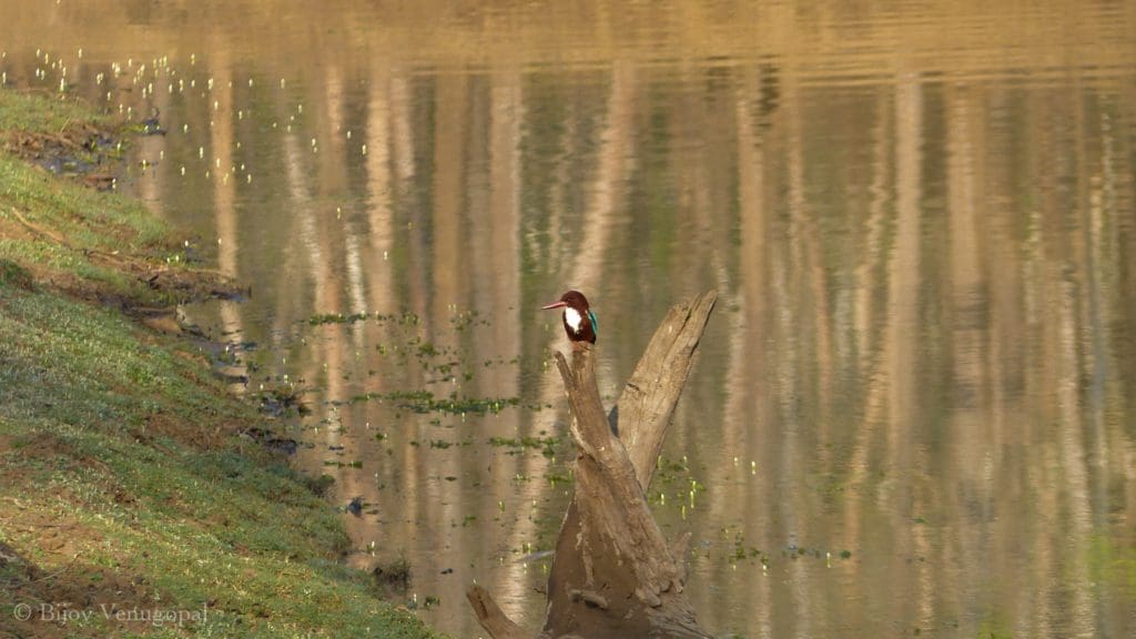 Kabini Water hole kingfisher
