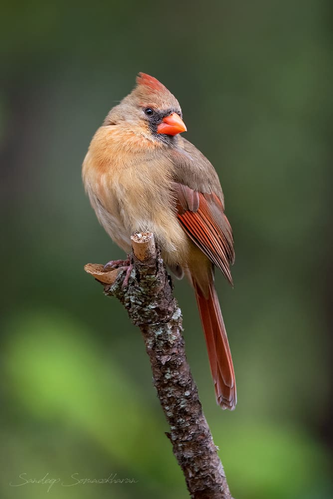 The female Northern Cardinal was the bolder and less wary of the two