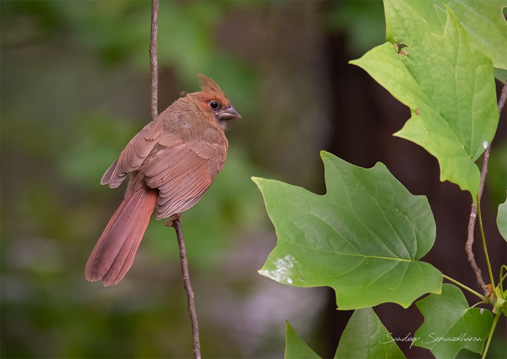 A young, fledged Northern Cardinal