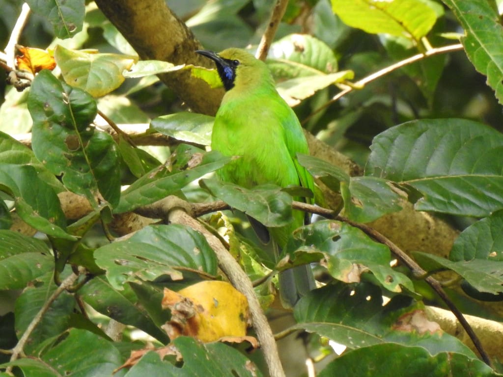 Golden-Fronted Leafbird