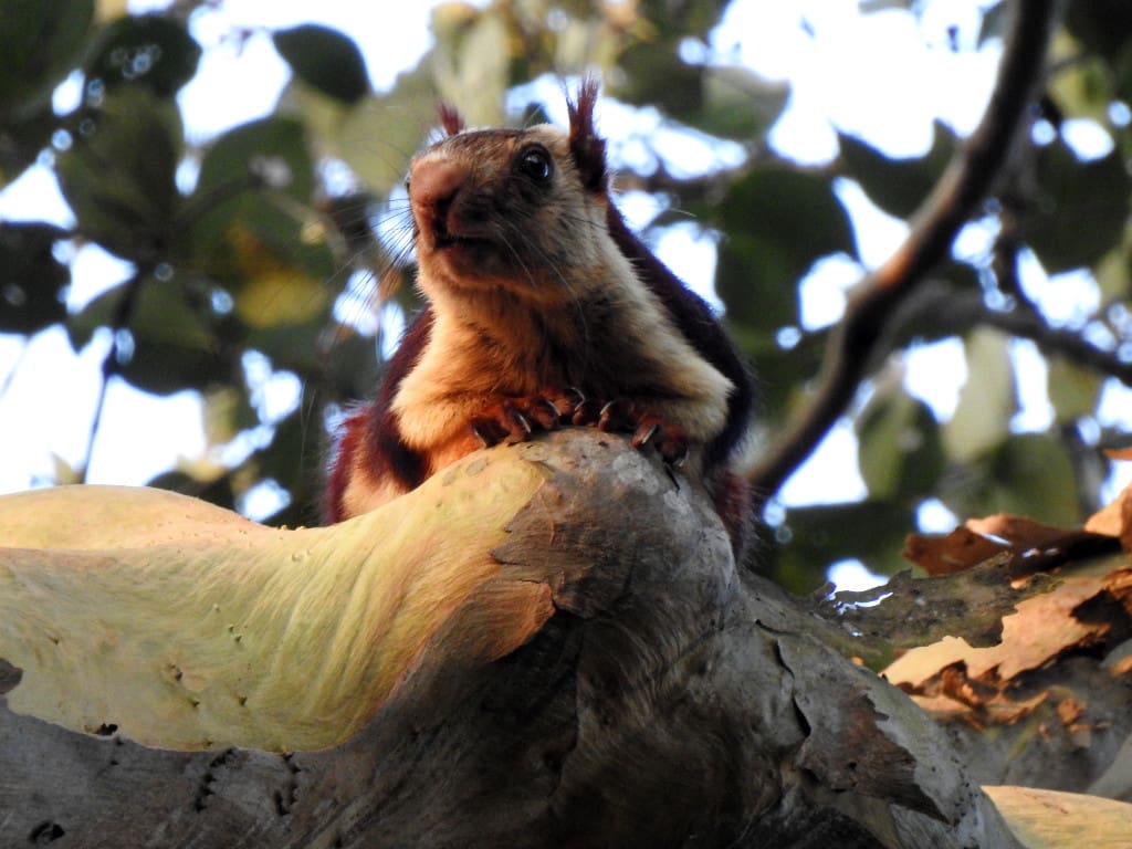 Malabar Giant Squirrel at Dandeli
