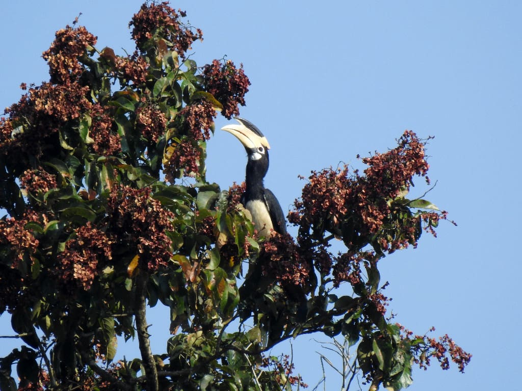 Malabar Pied Hornbill at Dandeli