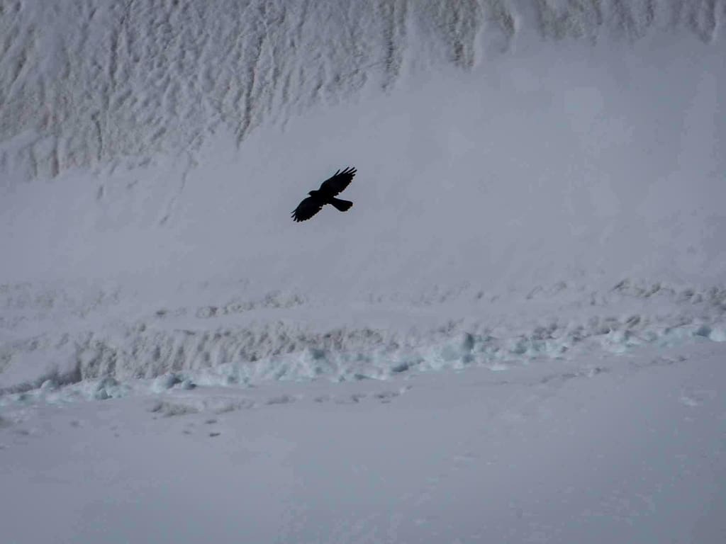 Birdsong In Grindelwald - Notes From The Bernese Alps