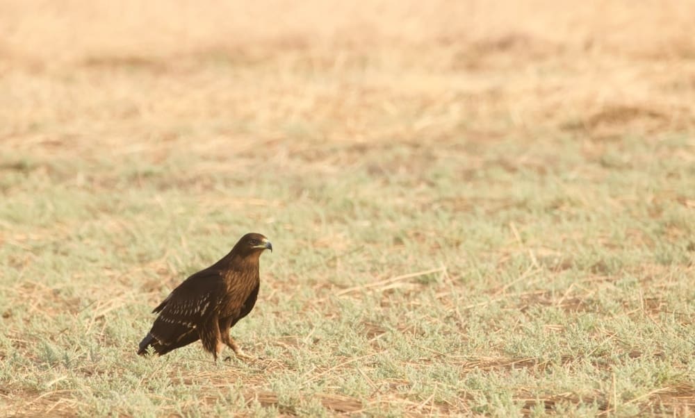 Greater Spotted Eagle at Banni