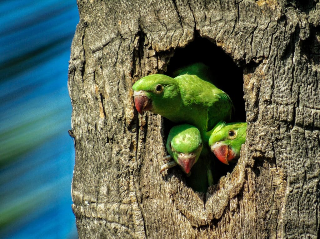 Rose-ringed Parakeet chicks at nest