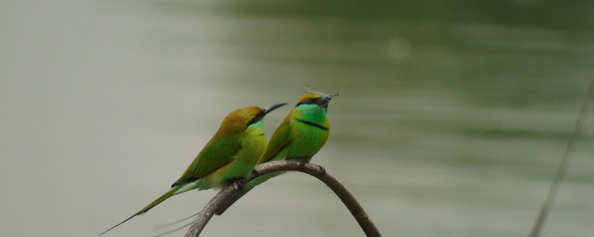 Green Bee-eaters at Doddanekundi Lake