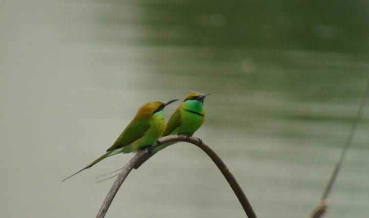 Green Bee-eaters at Doddanekundi Lake