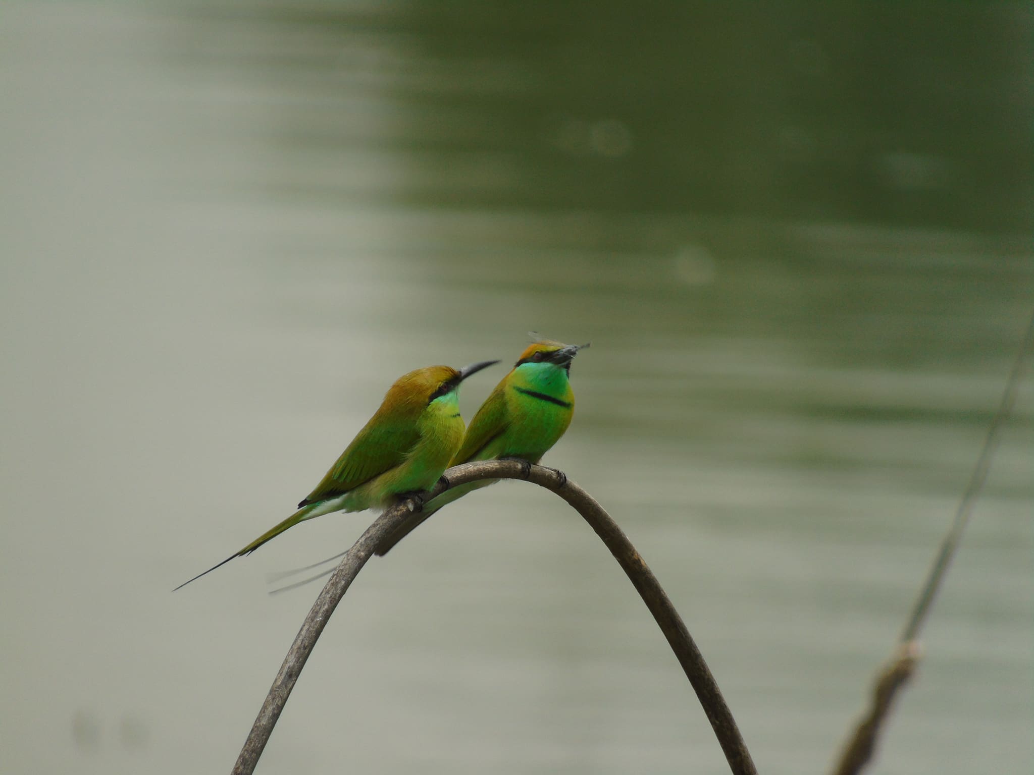 Doddanekundi Lake - A Birder’s Journal | The Green Ogre