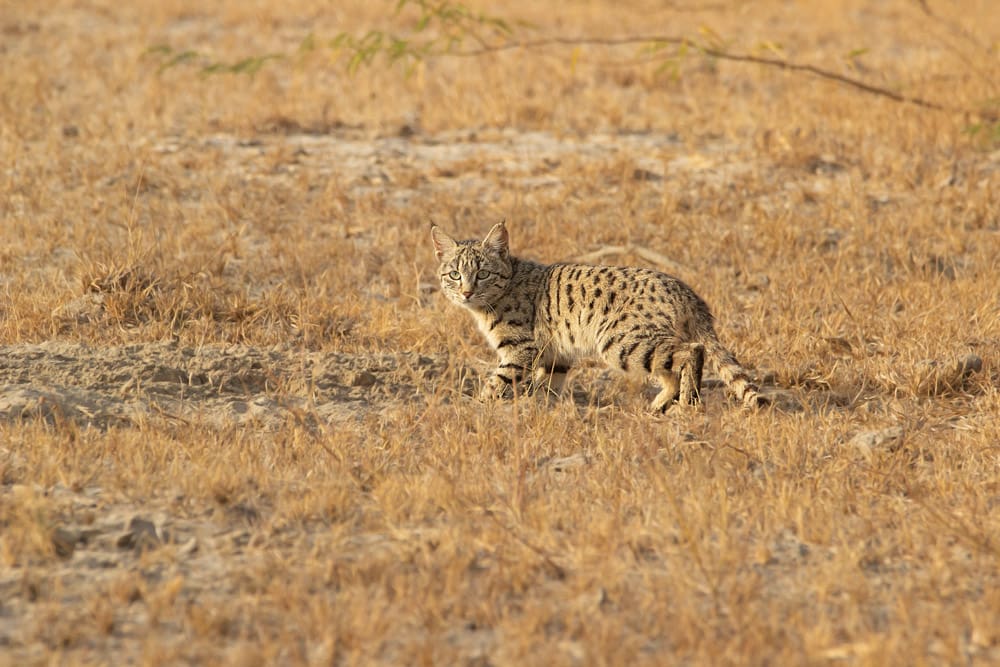 Desert Cat in Banni grasslands of Kutch. Photograph by Anand Yegnaswami