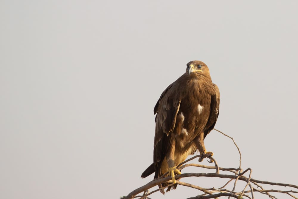 Steppe Eagle in Kutch