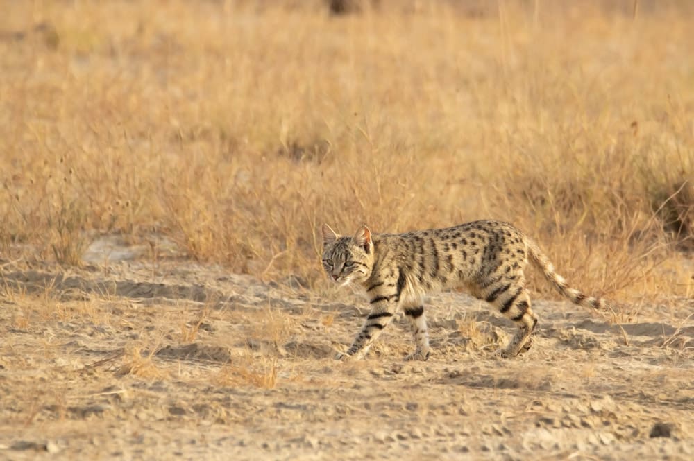 A Desert Cat seen in Banni grasslands of Kutch. Photographed by Anand Yegnaswami