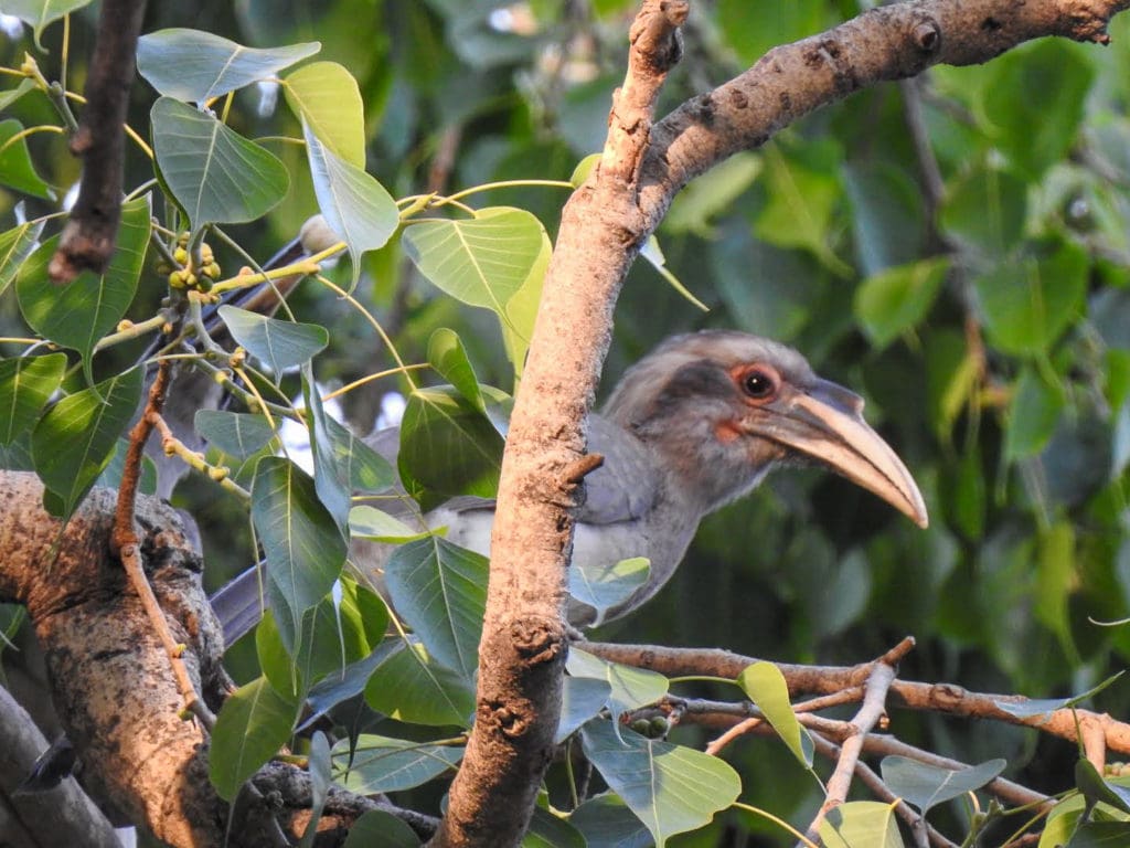 Female Grey Hornbill