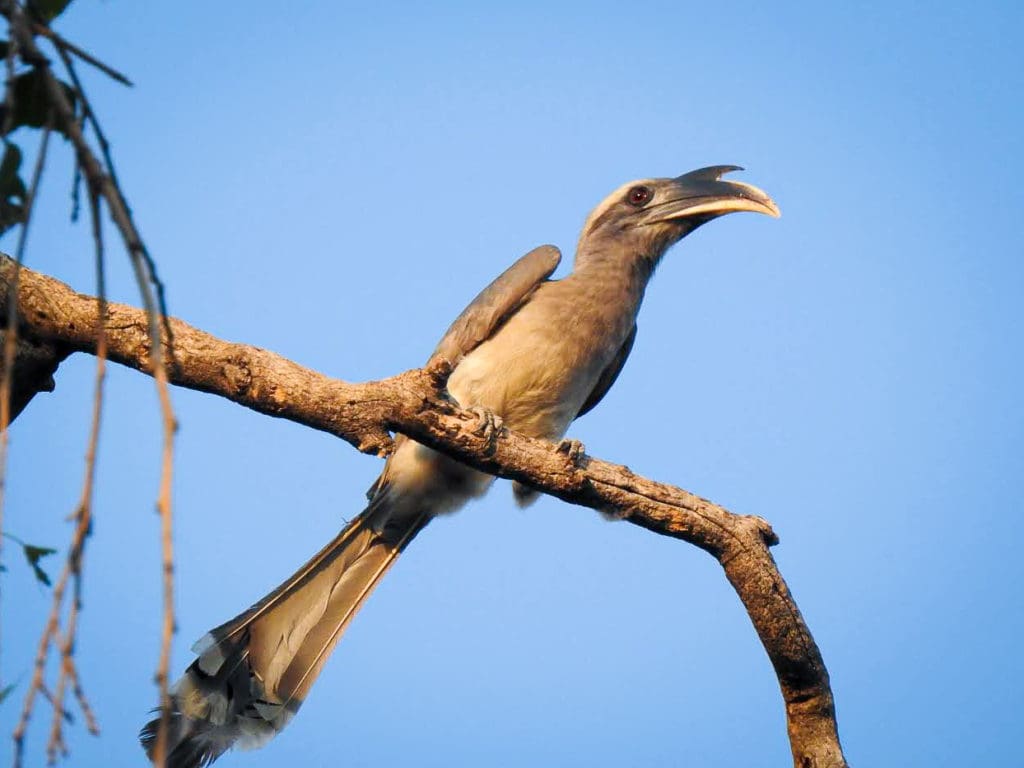 Indian Grey Hornbill at Doddanekundi