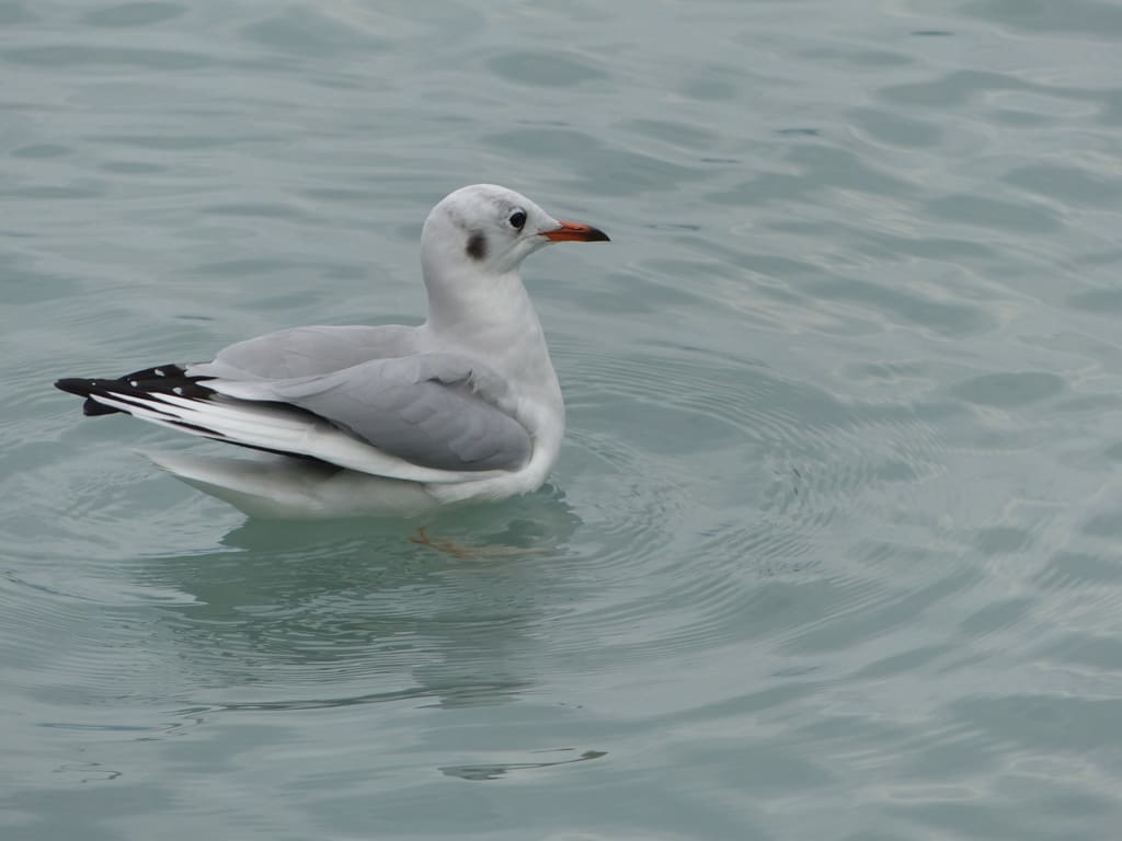 Brown-headed gull in Lake Brienz