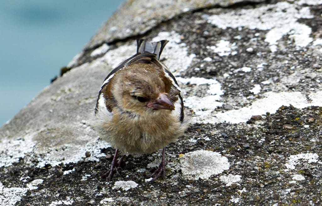 Common Chaffinch female at Lake Brienz
