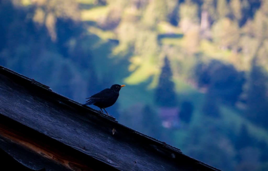 Eurasian Blackbird in Grindelwald