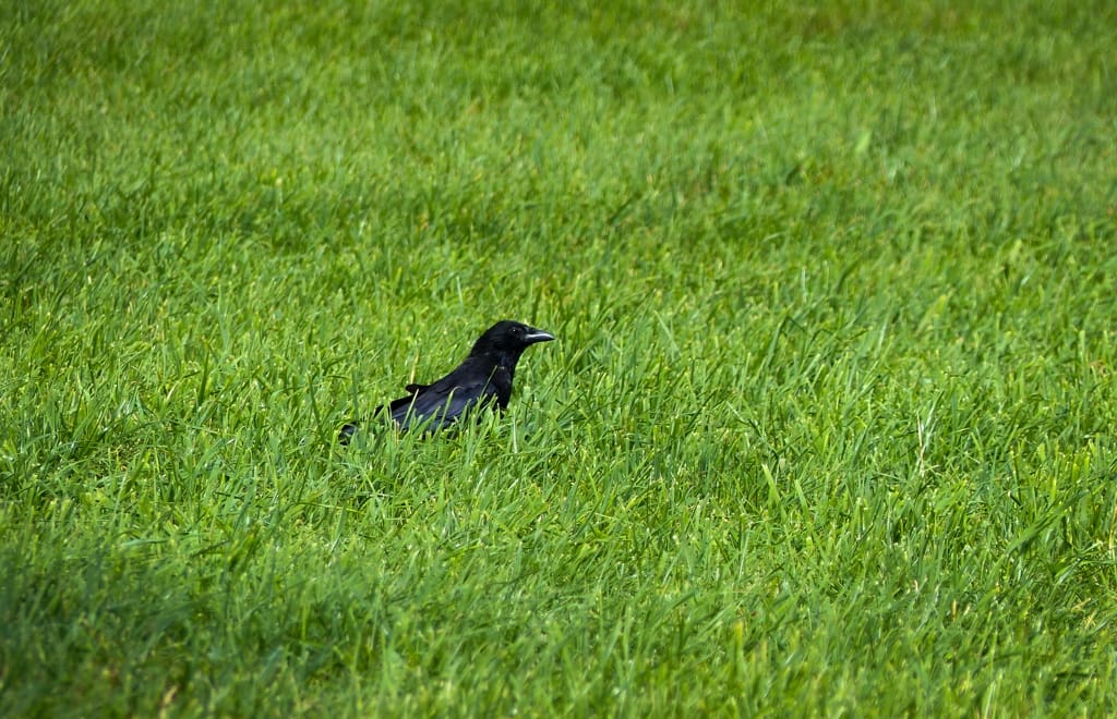 Carrion Crow in Switzerland