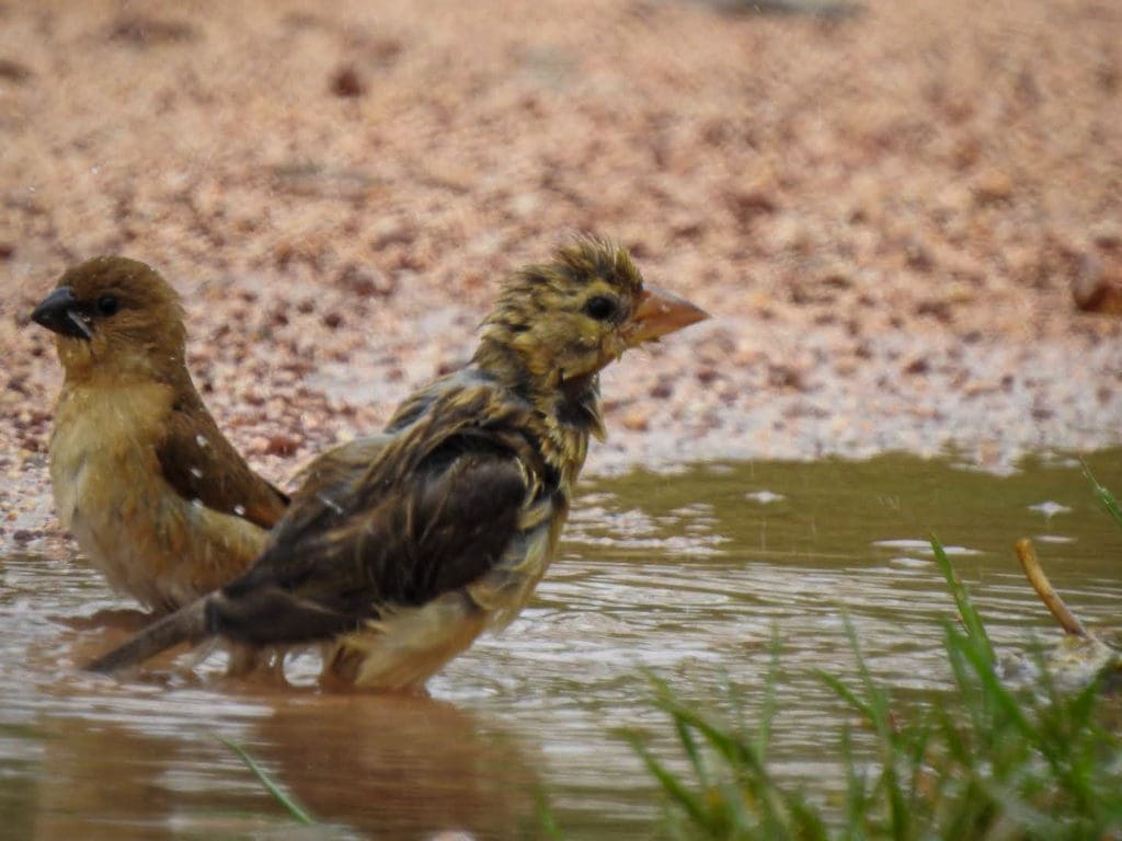 Birds bathing in rainwater pools