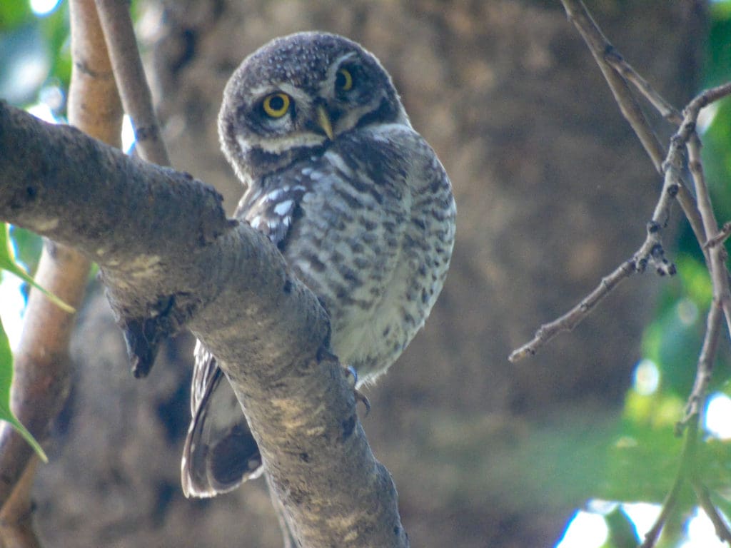 Spotted Owlet at Doddanekundi