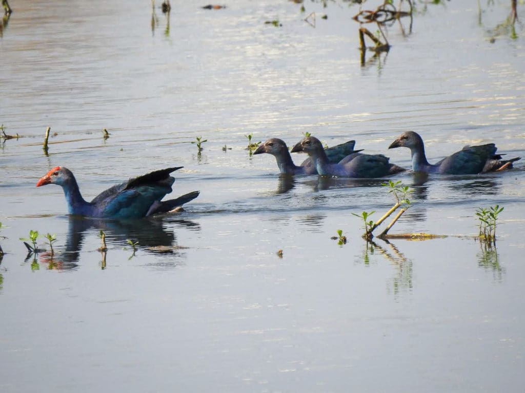 Grey-headed Swamphen with fledged chicks