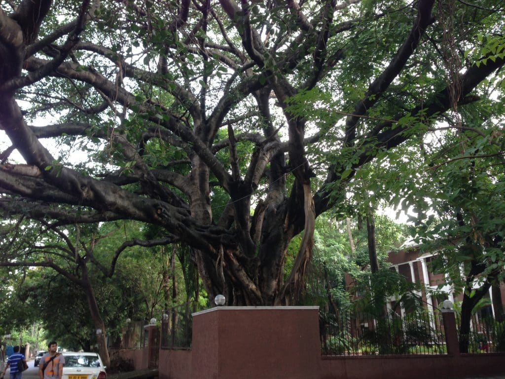 One of the beautiful trees of Bangalore