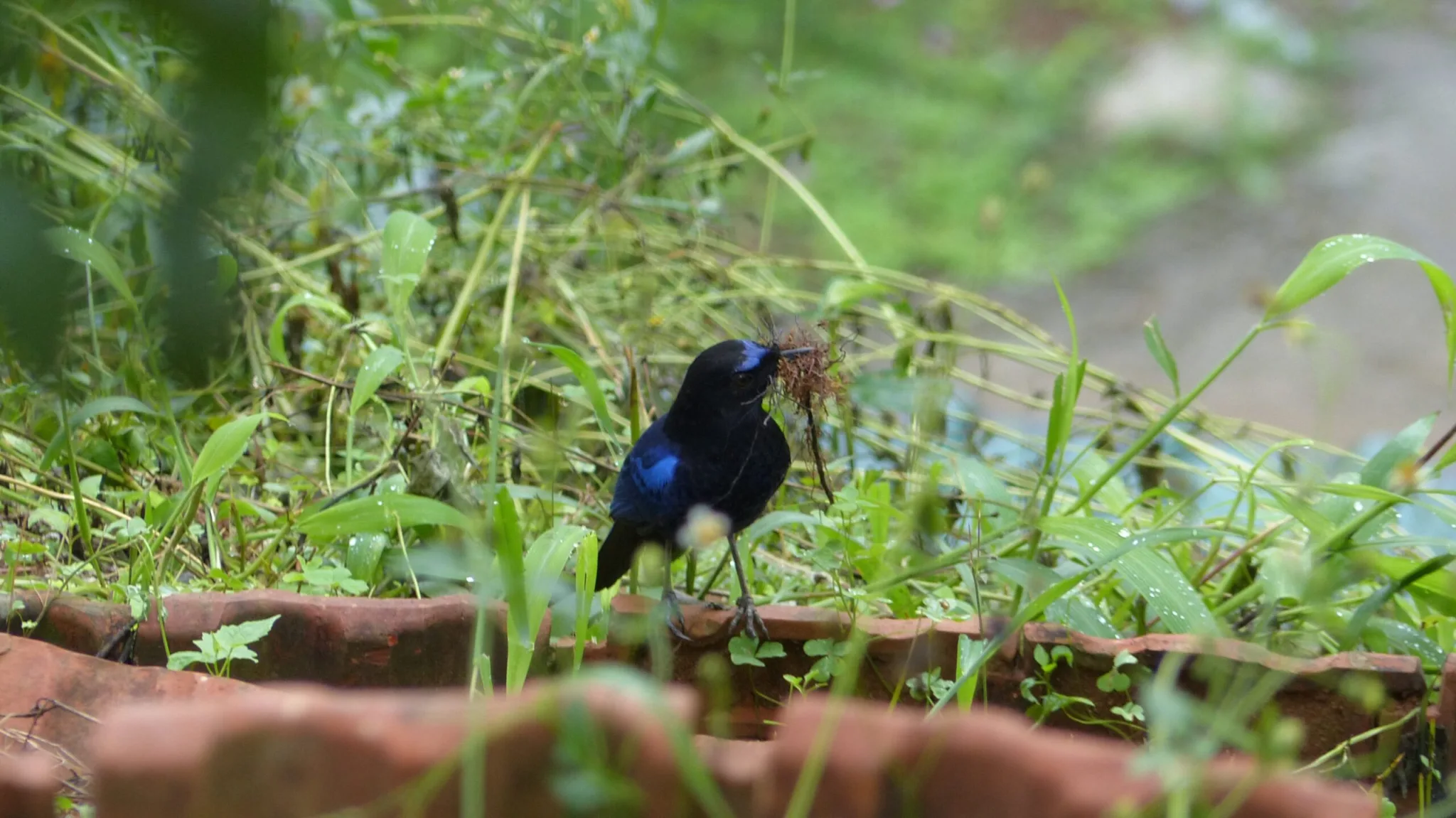 Song Sung Blue - A Malabar Whistling-thrush broods in Muthirapuzha