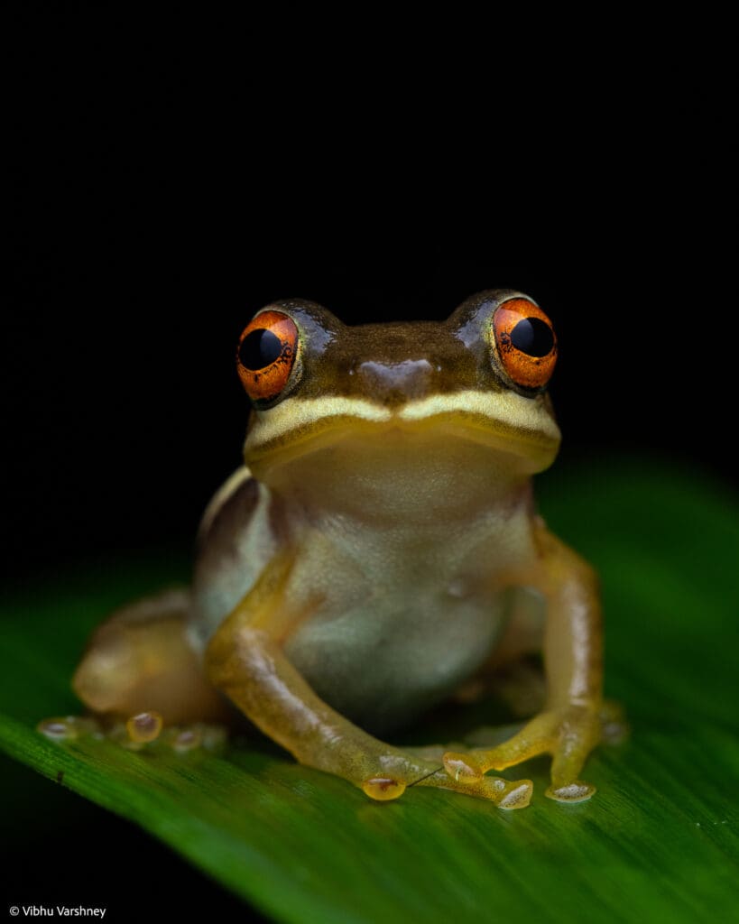 Kaladar Swamp Frog (Beddomixalus bijui)
