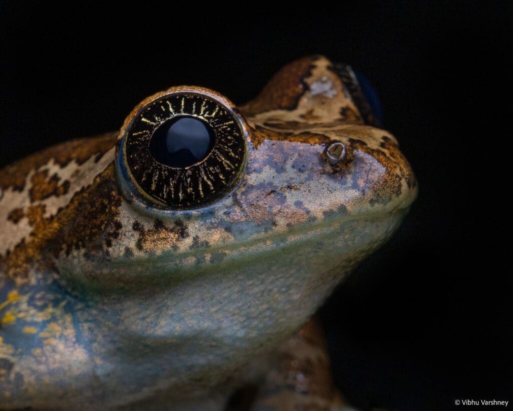 Close-up of the eyes of the Star-Eyed Tree Frog (Ghatixalus Asterops)