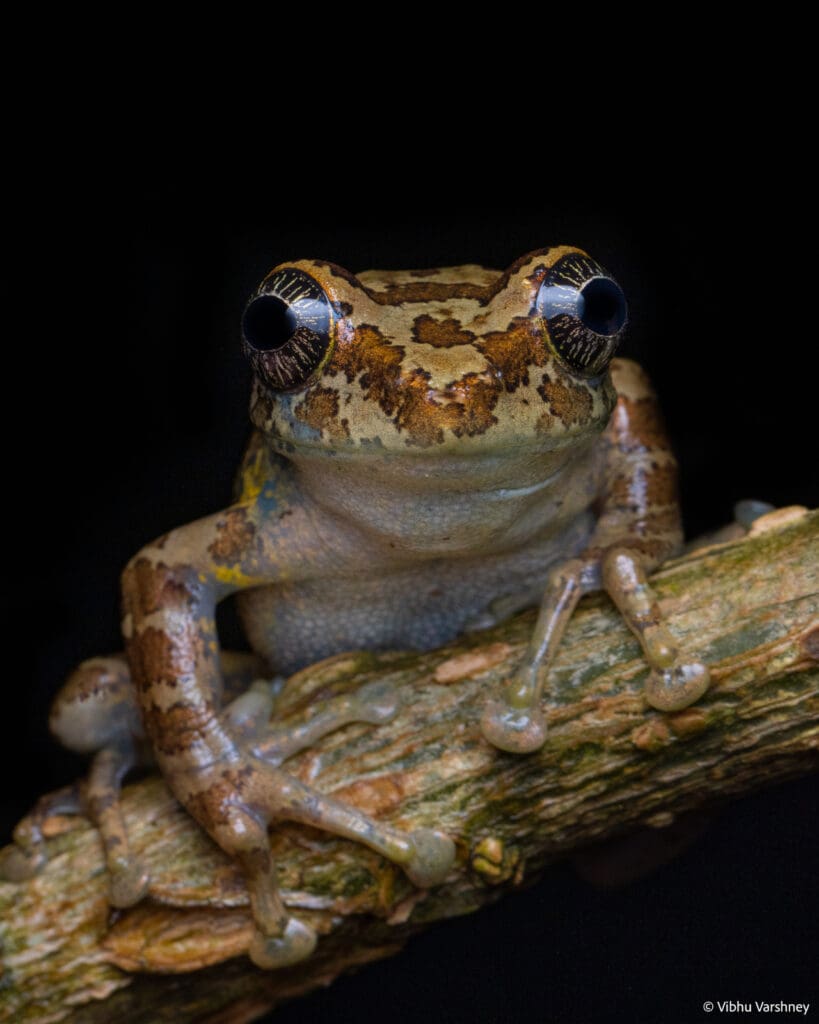 Star-Eyed Tree Frog (Ghatixalus Asterops)