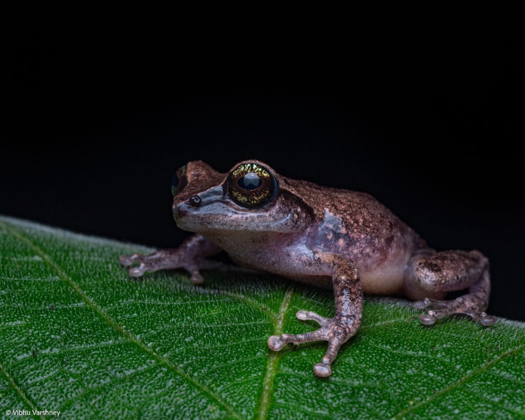 Green-Eyed Bush-Frog (Raorchestes chlorosomma)