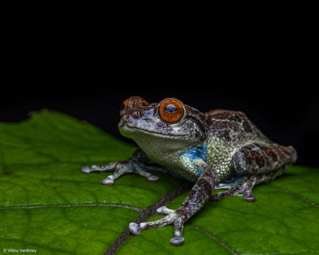 The Munnar Bush Frog (Raorchestes munnarensis)