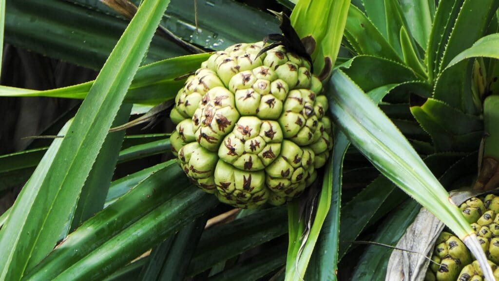 The fruit of Pandanus, which grows on coral rag habitats