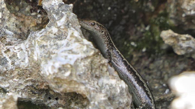 The African Coral-rag Skink is also known as the East African Snake-eyed Skink