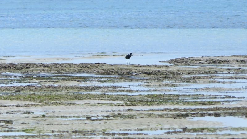 A Dimorphic Egret patrols the coral rag beach