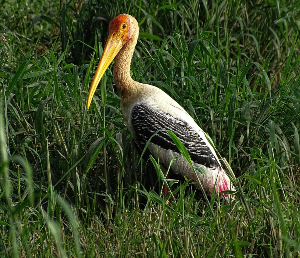 A Painted Stork at Saul Kere