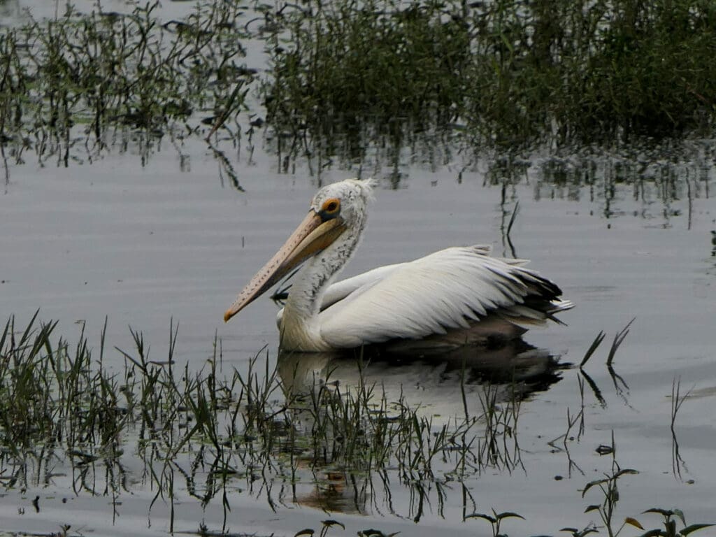 Pelicans prefer open water at Saul Kere