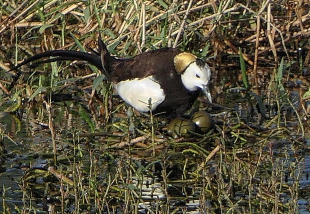 Pheasant-tailed Jacana at nest with eggs
